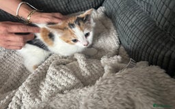 Mixed Breed cats for sale: 2 ginger black and mostly white kittens both f  - Image 1