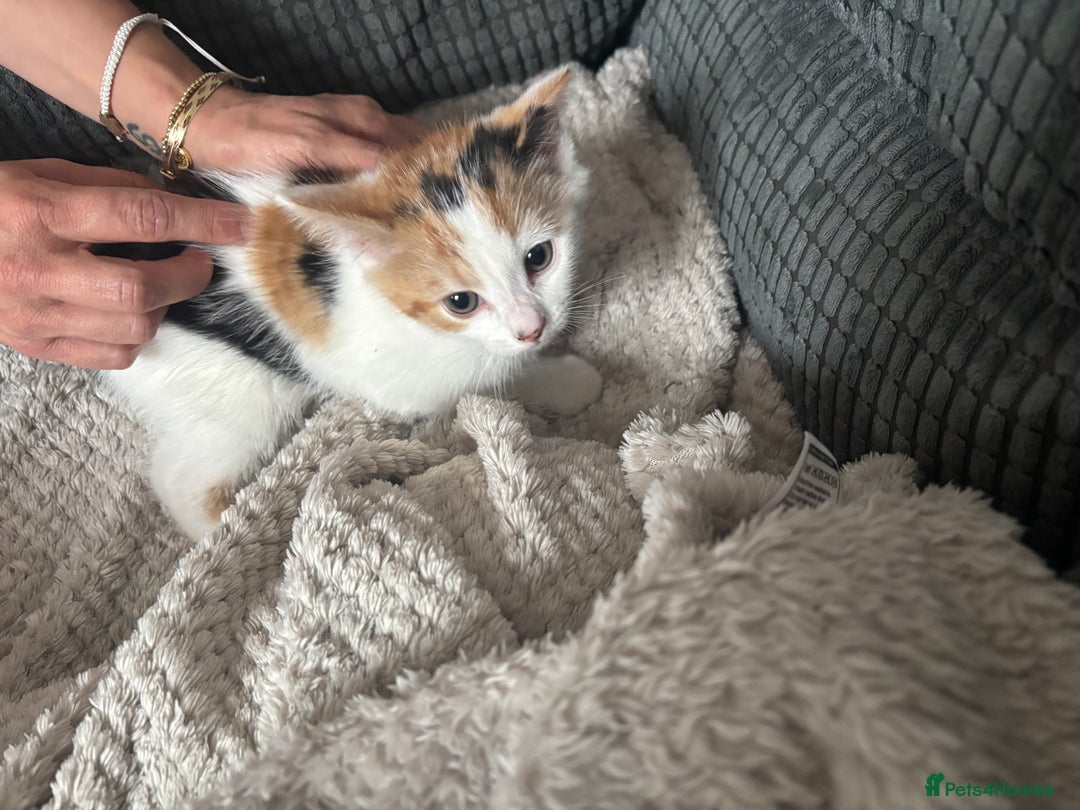 Mixed Breed cats for sale: 2 ginger black and mostly white kittens both f  - Image 1