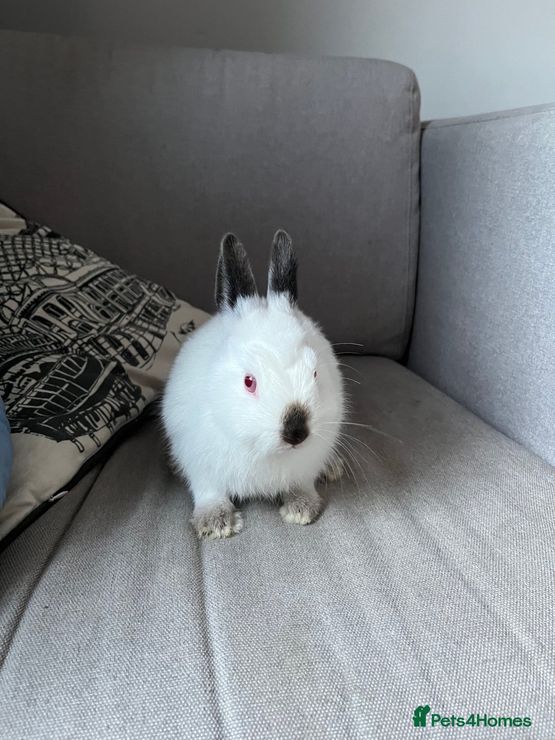 Netherland Dwarf rabbits for sale: 2 Netherlands dwarf bunnies for sale - Advert 6