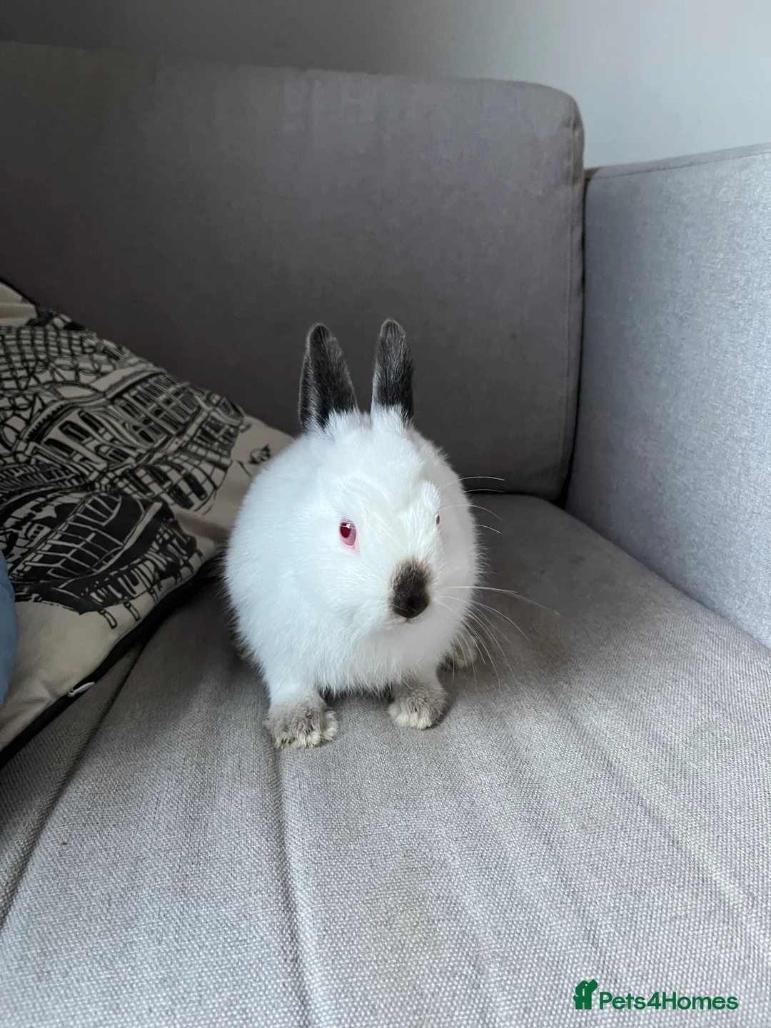 Netherland Dwarf rabbits for sale: 2 Netherlands dwarf bunnies for sale - Advert 6