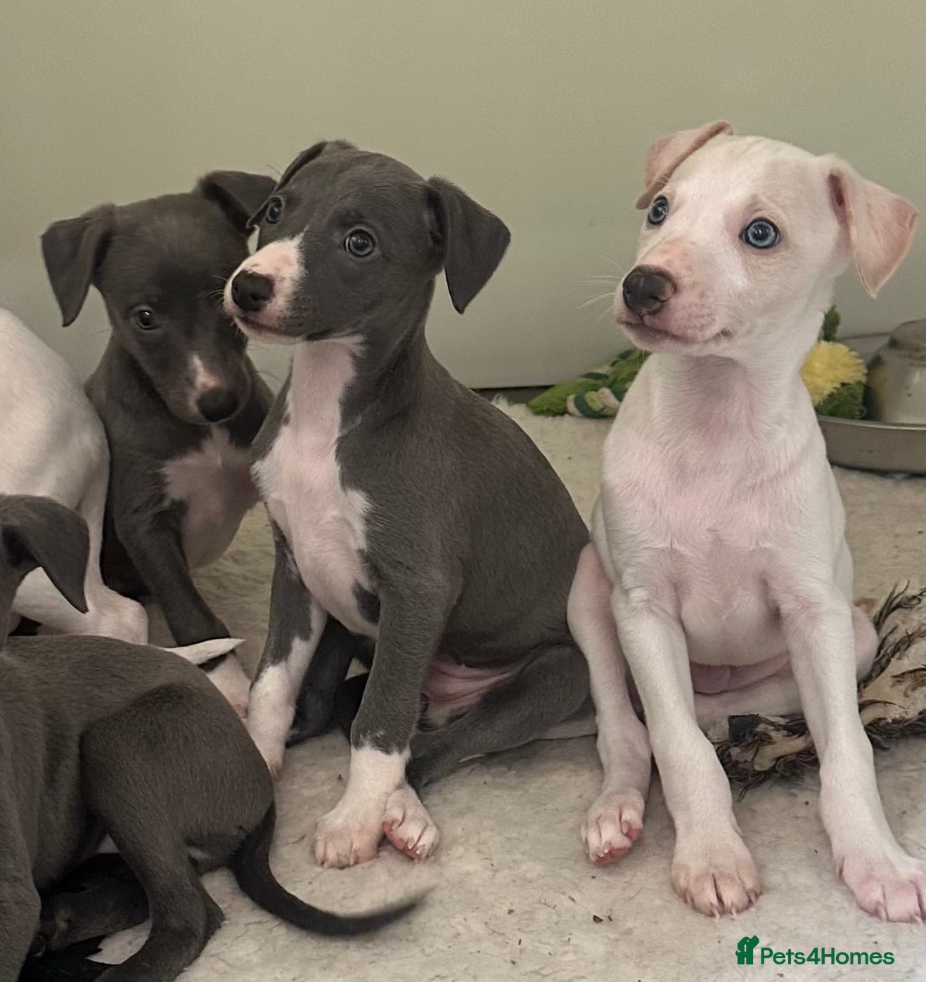 Whippet dogs Pedigree whippet puppy’s  - Advert 5