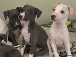 Whippet dogs Pedigree whippet puppy’s - Advert 4