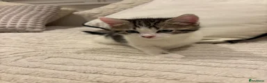 Mixed Breed Kitten 2