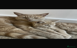 Mixed Breed cats for sale: Persian x Russian blue & British shorthair - Image 10