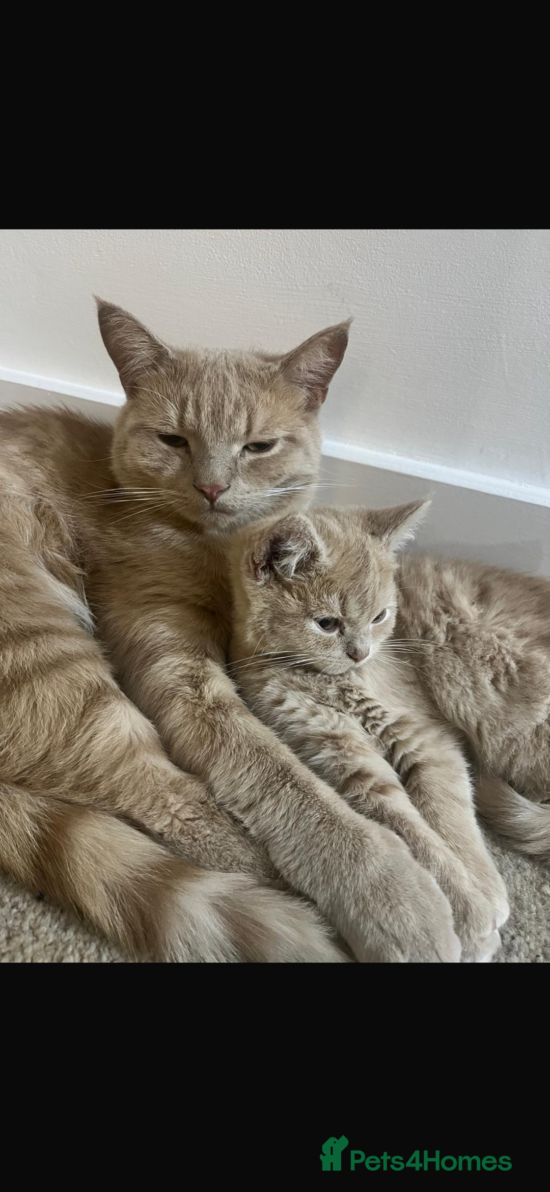 Mixed Breed cats for sale: Persian x Russian blue & British shorthair - Image 10