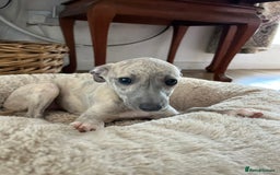 Mixed Breed dogs for sale:  🐶✨ ADORABLE WIGGY PUPPIES – licenced  breeder  - Image 11