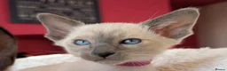 Siamese cats for sale: Beautiful Pure Siamese kittens - Advert 2