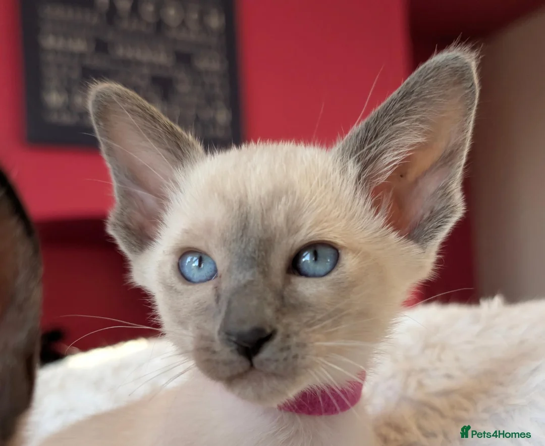 Siamese cats for sale: Beautiful Pure Siamese kittens - Advert 2