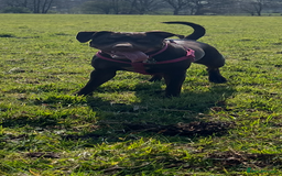 American Bull Staffy dogs for sale: Staffy Bull Puppies - Image 35