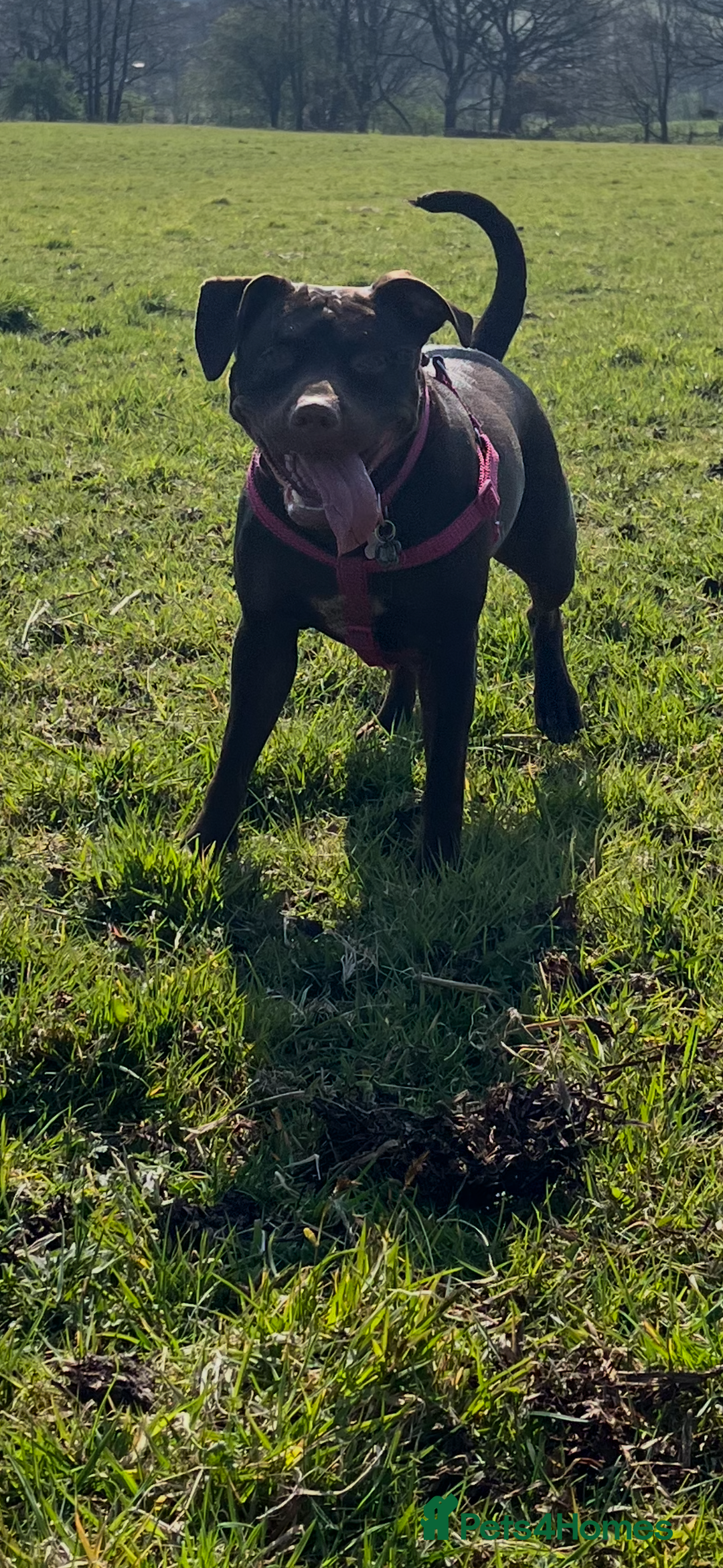American Bull Staffy dogs for sale: Staffy Bull Puppies - Image 35