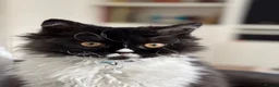 Selkirk Rex cats for sale: Selkirk Rex  - Advert 5