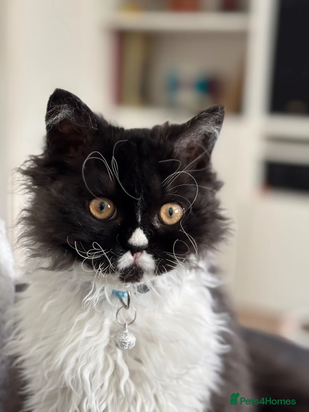 Selkirk Rex cats for sale: Selkirk Rex  - Advert 5