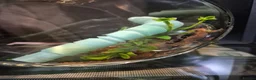 Gecko reptiles for sale: 2x mourning geckos and full setup  - Advert 7