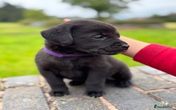 Labrador Retriever dogs for sale: Stunning Black Labrador Puppies KC Parents  - Image 3