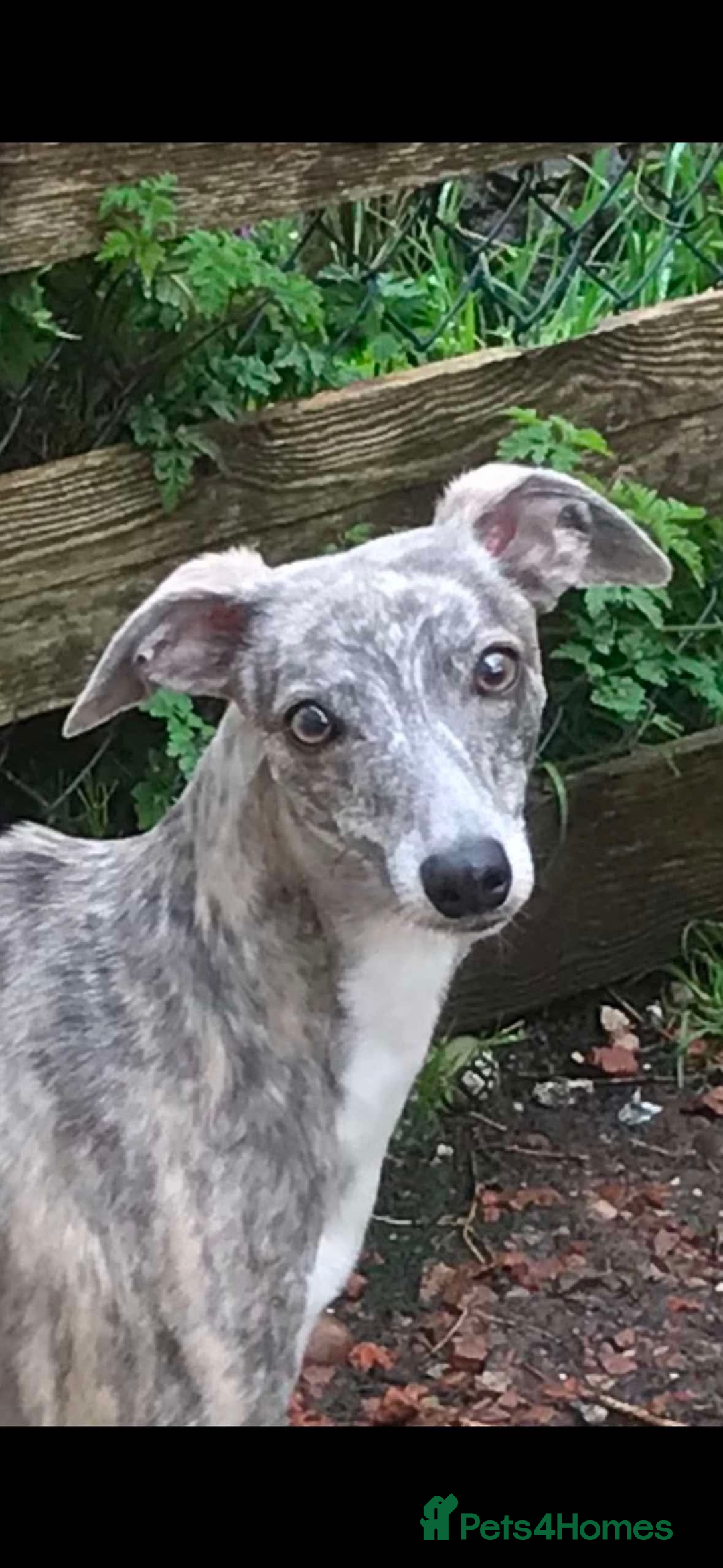 Mixed Breed dogs for sale: Whippet x Italian Greyhound Pups - Advert 24