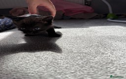 RagaMuffin cats for sale: Ragamuffin kittens  - Image 19