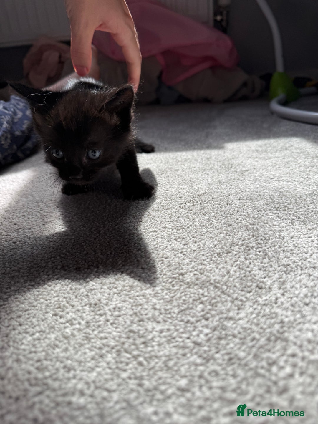 RagaMuffin cats for sale: Ragamuffin kittens  - Image 19