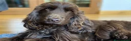 Cocker Spaniel dogs for sale: 🤎 beautiful chocolate 7 show-type cocker spaniel  - Advert 20
