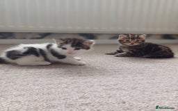 Mixed Breed cats for sale: Kittens  - Image 17