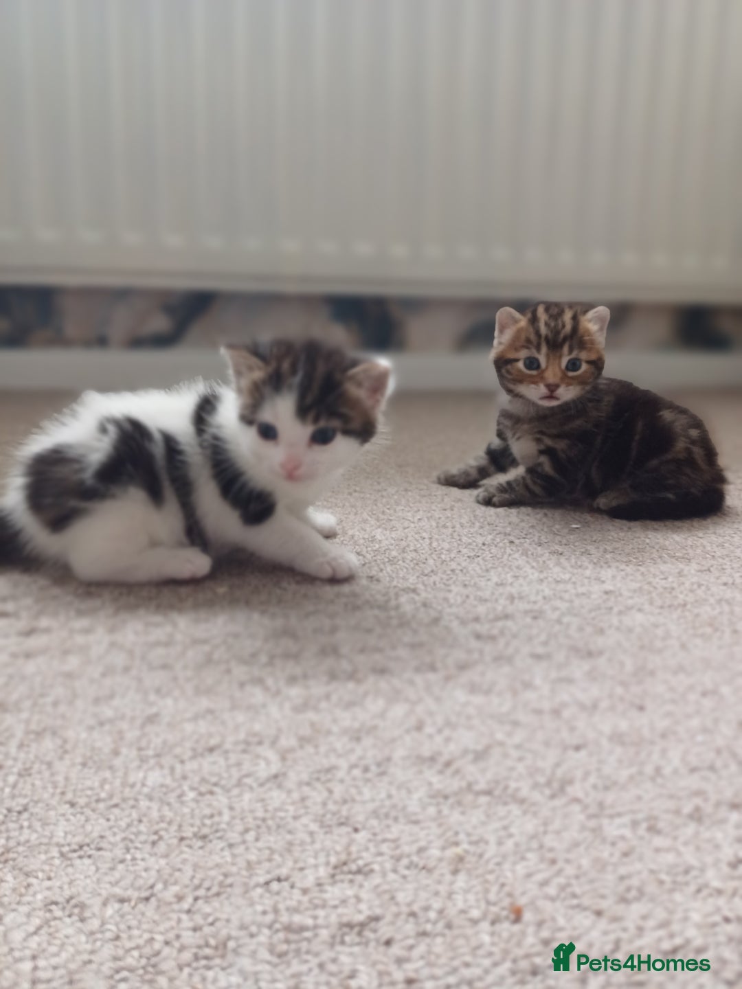 Mixed Breed cats for sale: Kittens  - Image 17