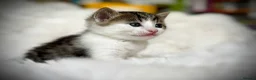Mixed Breed cats for sale: 🐾 Beautiful Baby Kittens - Ragdoll x Bengal 🐾 - Advert 18