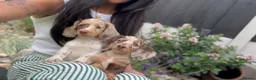 Miniature Dachshund dogs for sale: Stunning long haired miniature dachshunds  - Advert 3