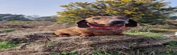 Miniature Dachshund dogs for sale: Red brindle miniature dachshund rare  - Advert 6