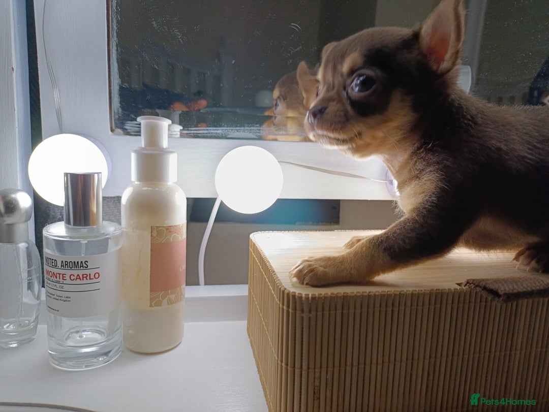 Chihuahua dogs for sale: 1 boys 3 girl pedigree chihuahua - Advert 29