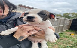 Staffordshire Bull Terrier dogs for sale: Beautiful staff pups for sale - Image 26