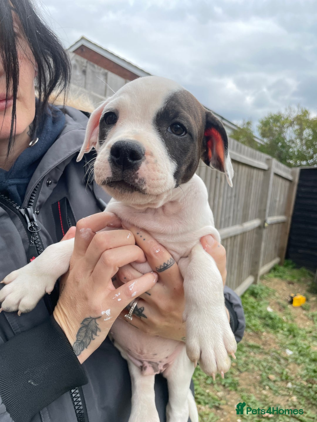 Staffordshire Bull Terrier dogs for sale: Beautiful staff pups for sale - Image 26
