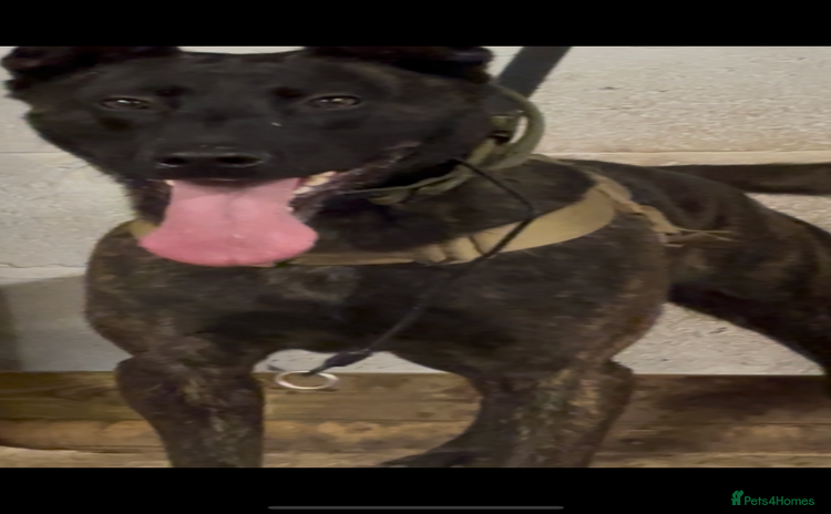 Belgian Shepherd Dog dogs Odin 🔥 Dutch Herder – 2years old  🔥   - Advert 1