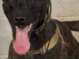 Belgian Shepherd Dog dogs Odin 🔥 Dutch Herder – 2years old 🔥 - Advert 7