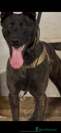 Belgian Shepherd Dog dogs Odin 🔥 Dutch Herder – 2years old 🔥 - Advert 1