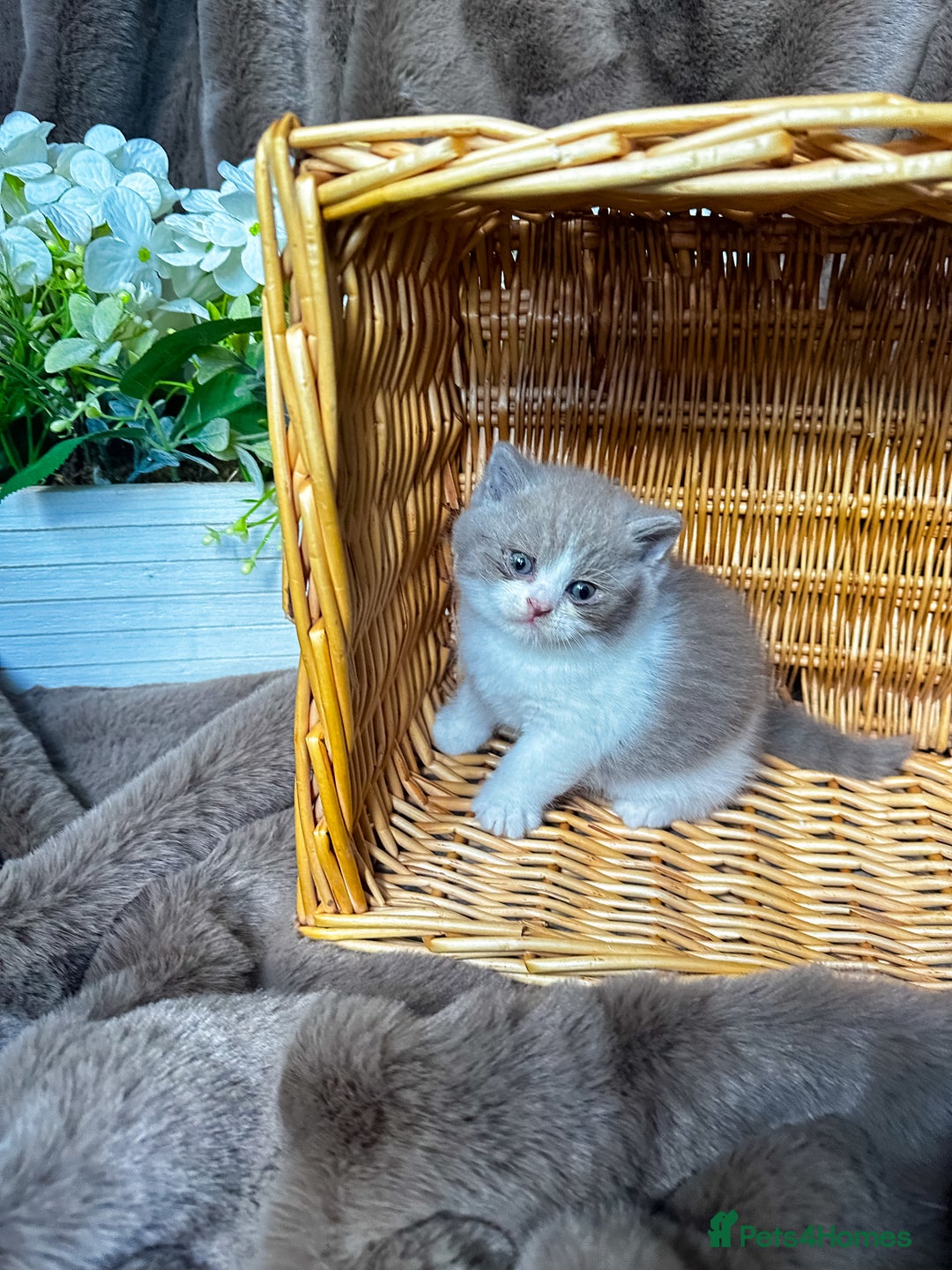 British Shorthair cats for sale: Tica reg 🌈 10colours British shorthair kittens  - Image 3