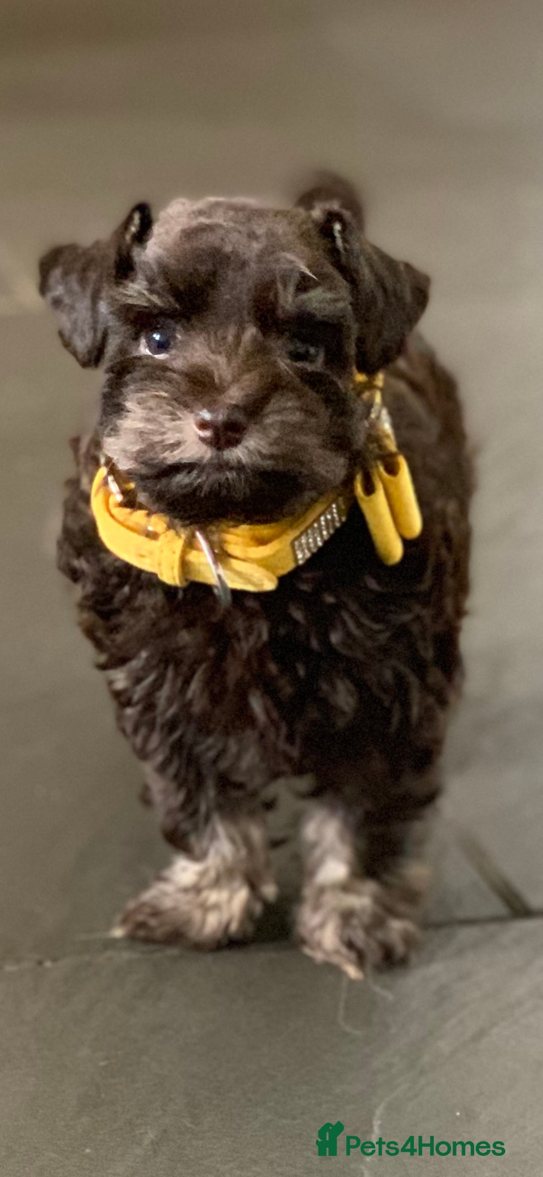 Miniature Schnauzer dogs for sale: 5* Licensed KC Toy Chocolate Schnauzers - Image 22