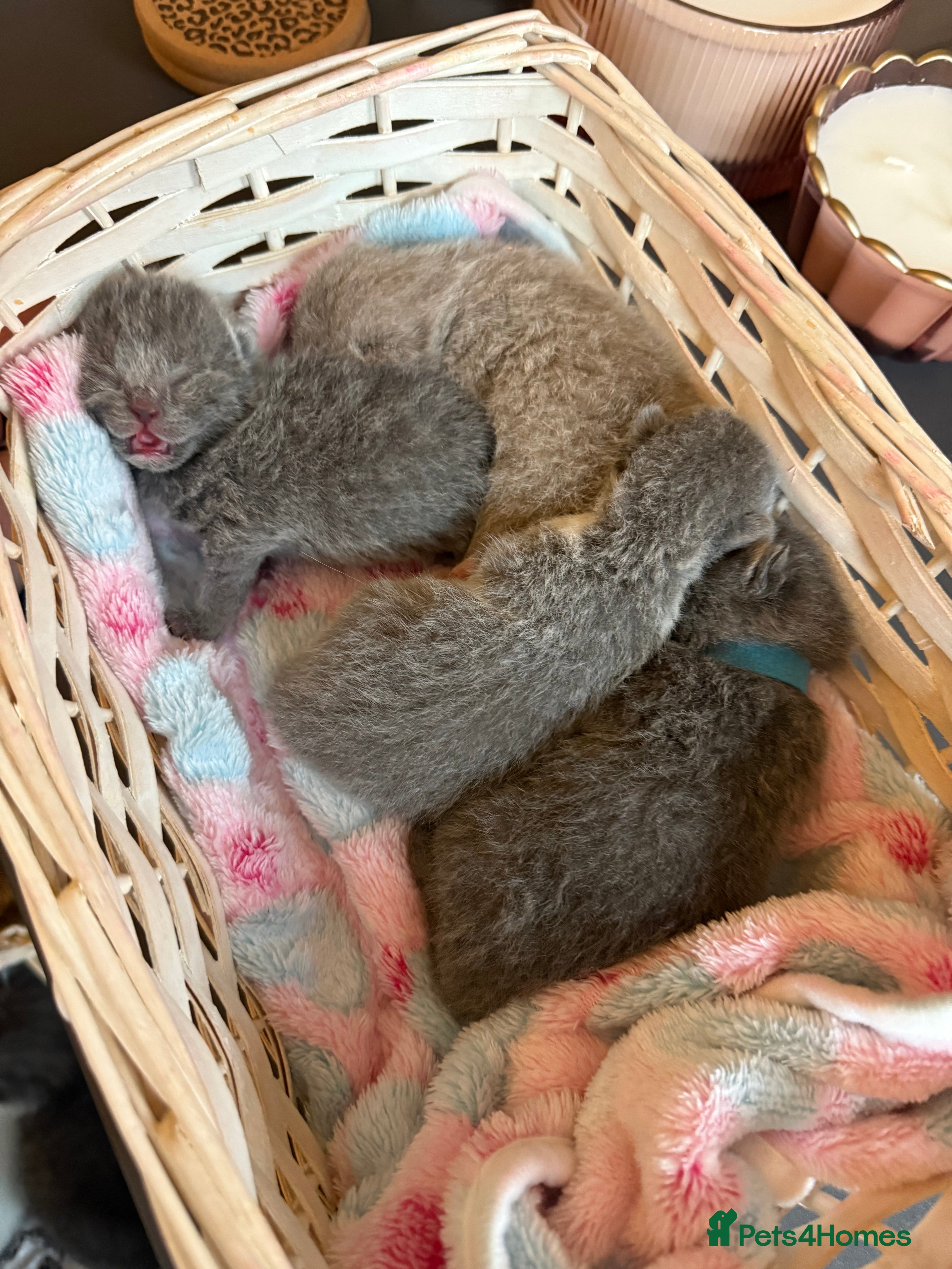 British Shorthair cats British Shorthair Kittens Champion Line 😻🥇🏆 - Advert 4