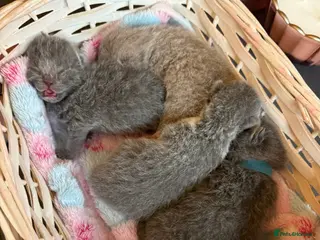 British Shorthair cats British Shorthair Kittens Champion Line 😻🥇🏆 - Advert 6