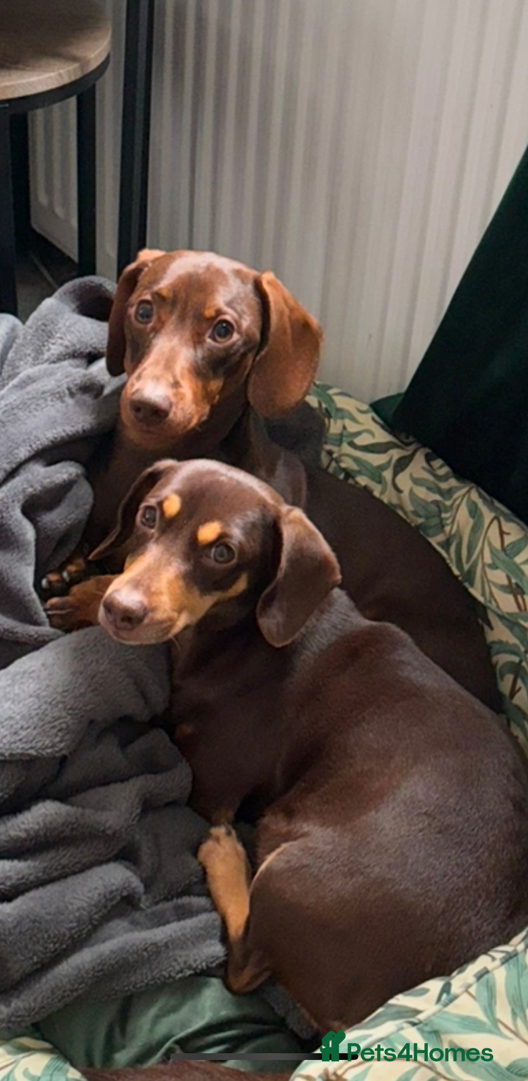 Dachshund dogs for sale: Rolo and Roxy are 3 years old and need a new home - Advert 14