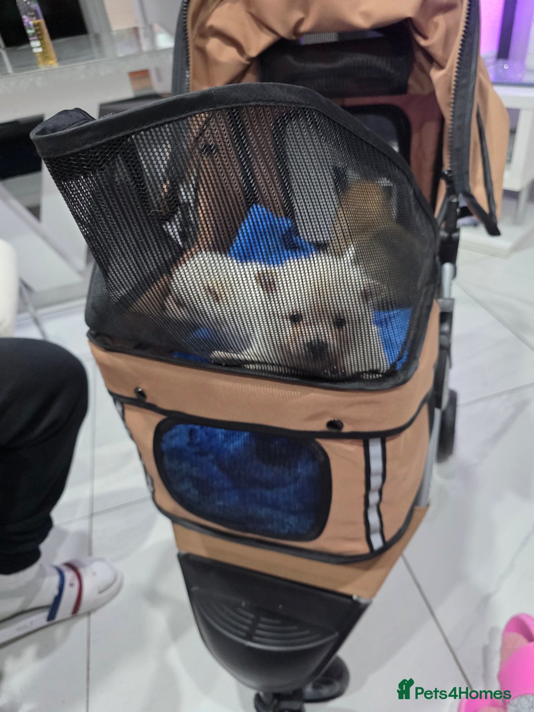 Pomeranian dogs for sale: Fluff balls so cute active pom pups - Advert 11