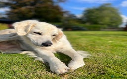 Golden Retriever dogs for sale: Eight Pure English Golden Retriever Puppies! - Image 2