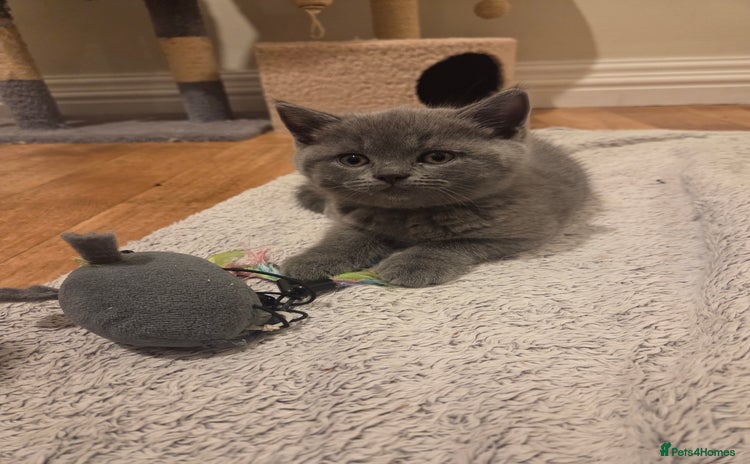 British Shorthair cats - Advert 10