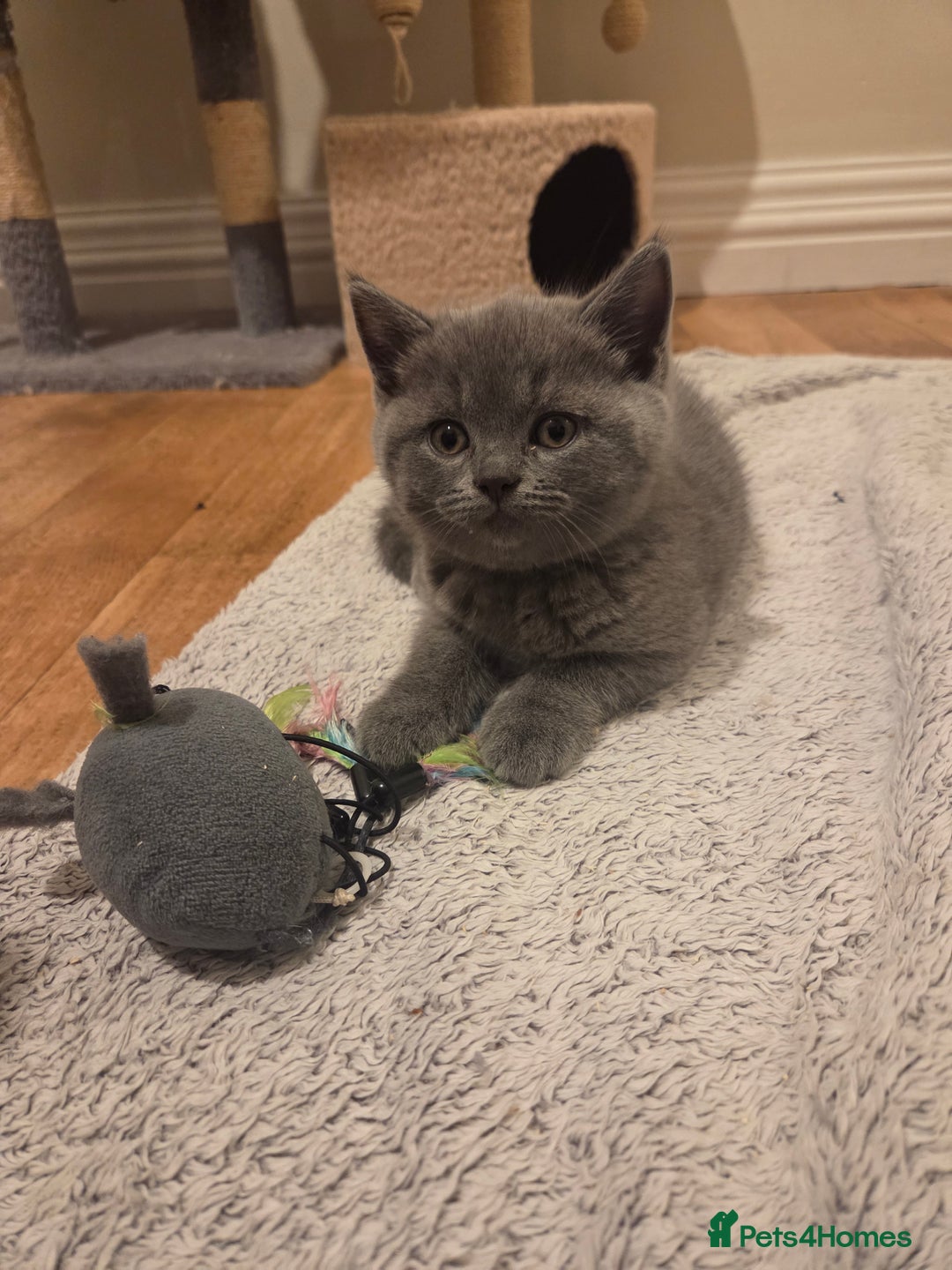 British Shorthair cats for sale: Britishshort Hair Female (Last one) ♡ - Advert 7