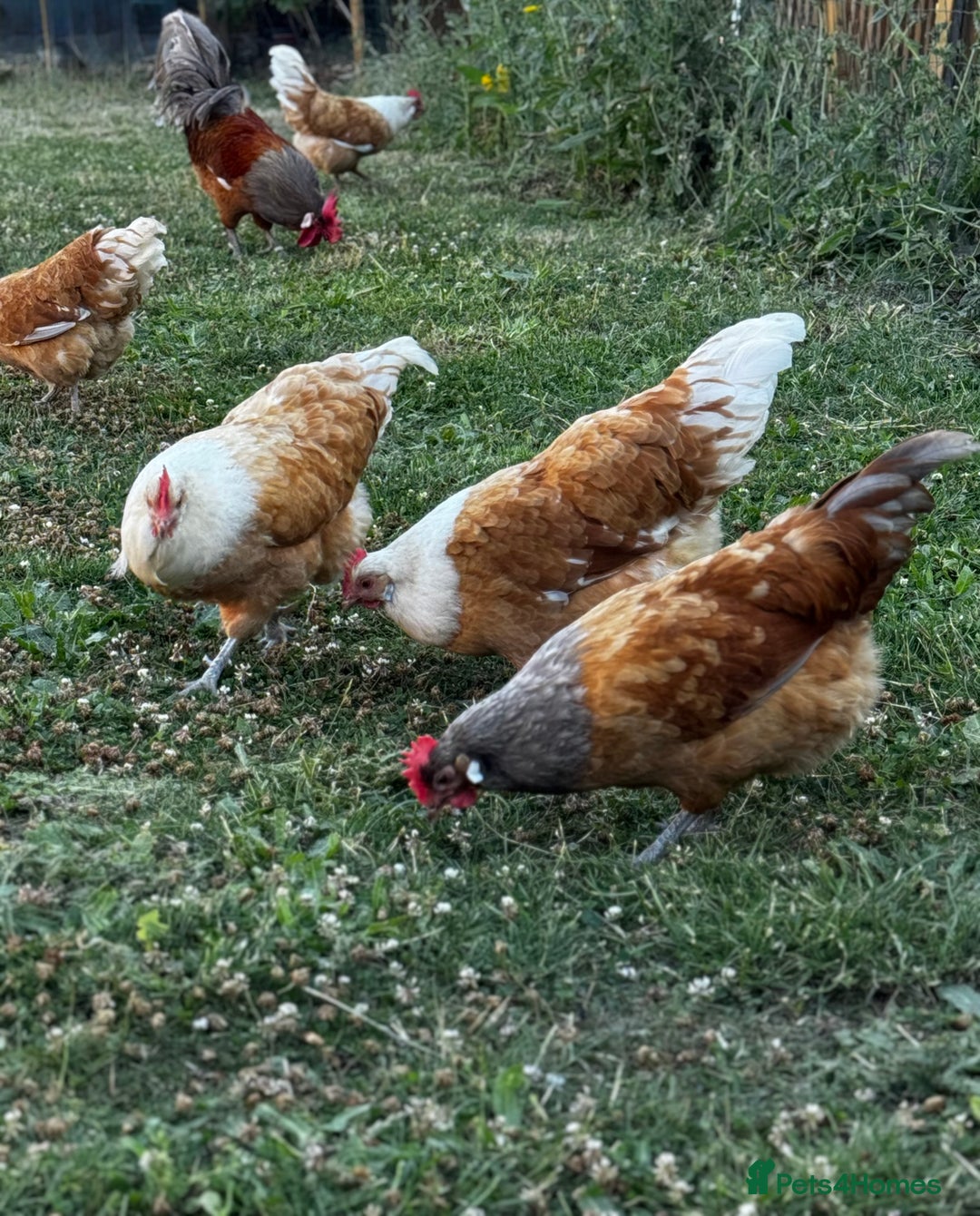 Chickens poultry for sale: Purebred Vorwerk chicks and chickens for sale - Image 6