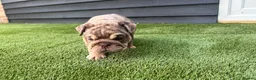 English Bulldog dogs for sale: English Bulldog Puppies - Advert 16