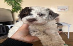 Cockapoo dogs for sale: Cockapoo - Image 9