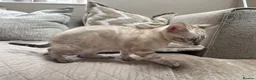 Bengal cats for sale: Stunning TICA Registered Snow Lynx Bengal Kittens - Advert 28