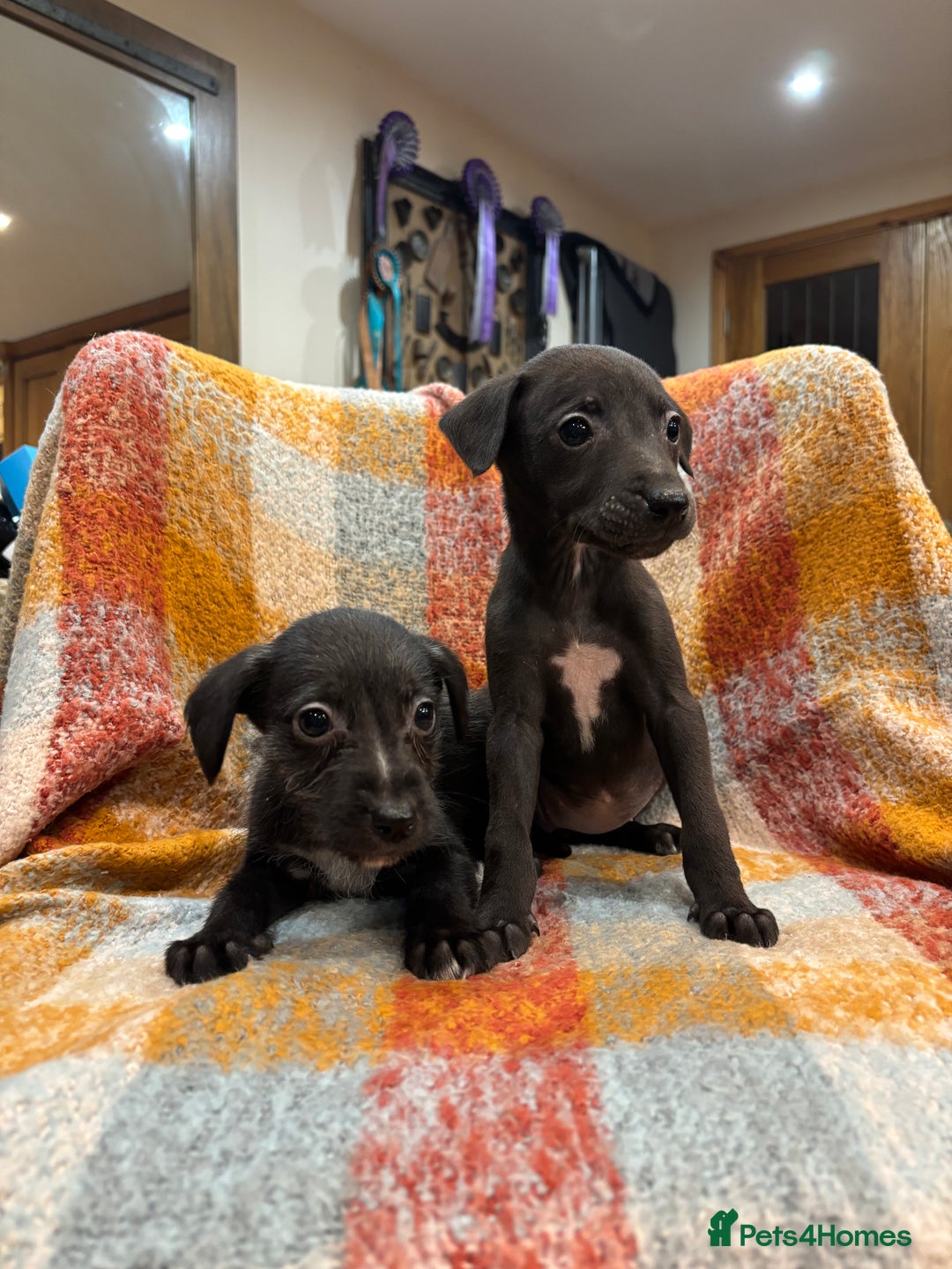 Mixed Breed dogs for sale: Bedlington whippet lurcher pups for sale  - Advert 11