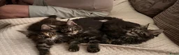 Maine Coon cats for sale: Pure breed Maine coon kittens for sale - Advert 8