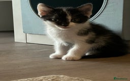 Mixed Breed cats for sale: 2 beautiful loving boys ready for new homes - Image 2