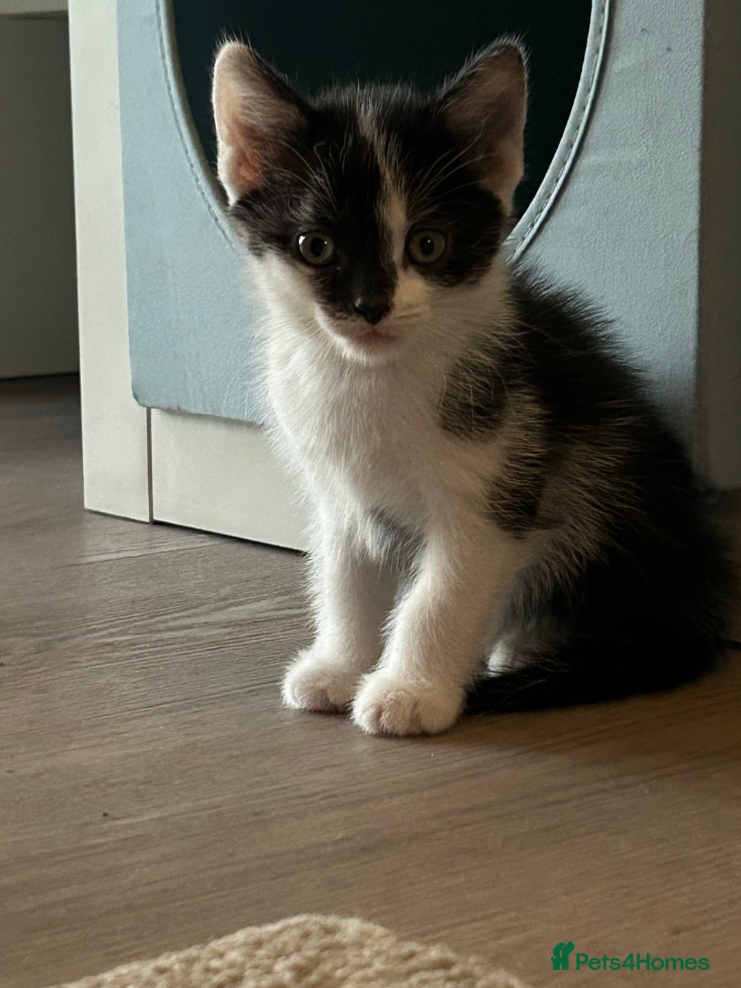 Mixed Breed cats for sale: 2 beautiful loving boys ready for new homes - Image 2